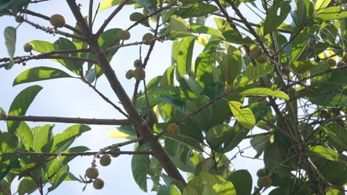 Pouteria macrophylla (Lucma) — photo