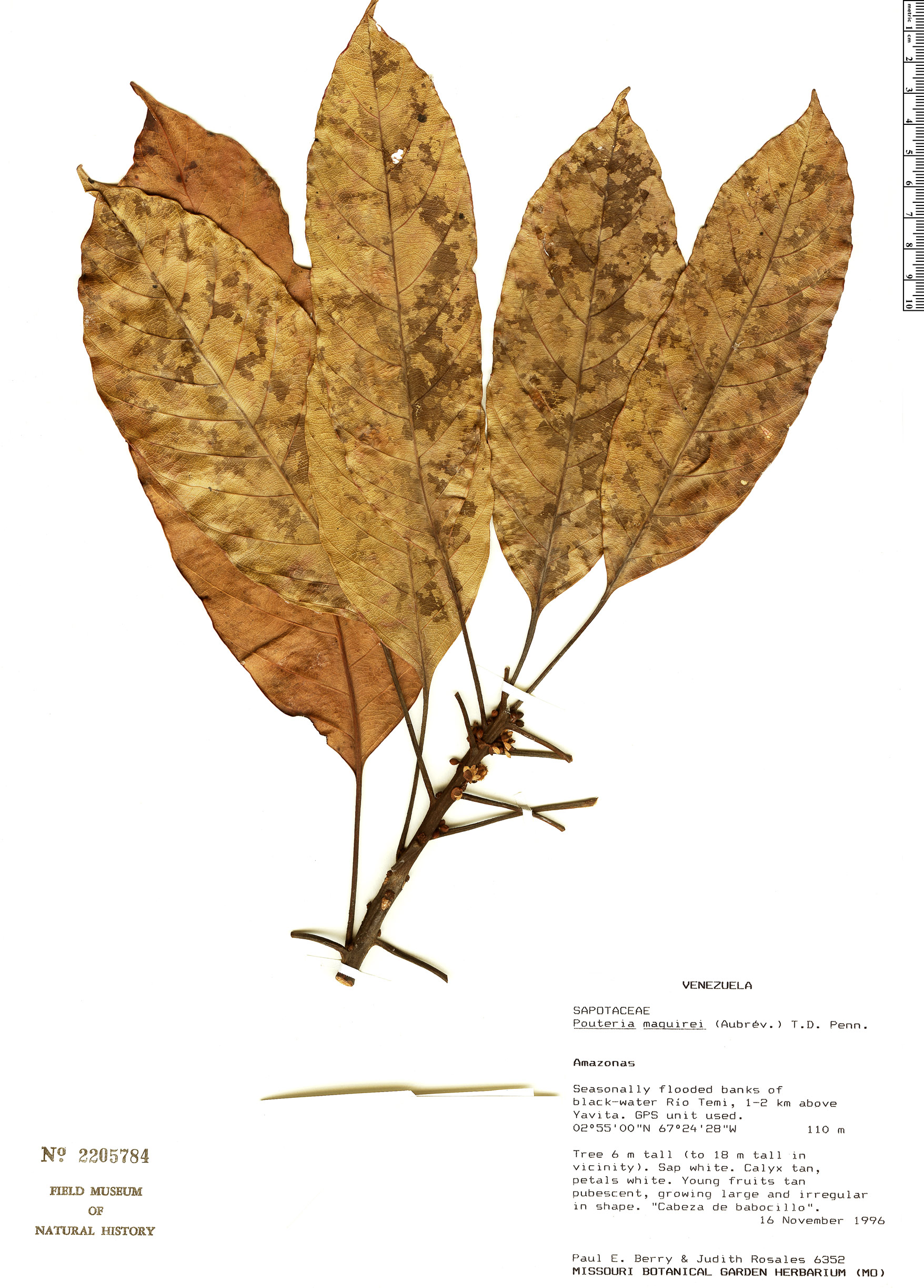 Pouteria maguirei (Maguire pouteria) — photo