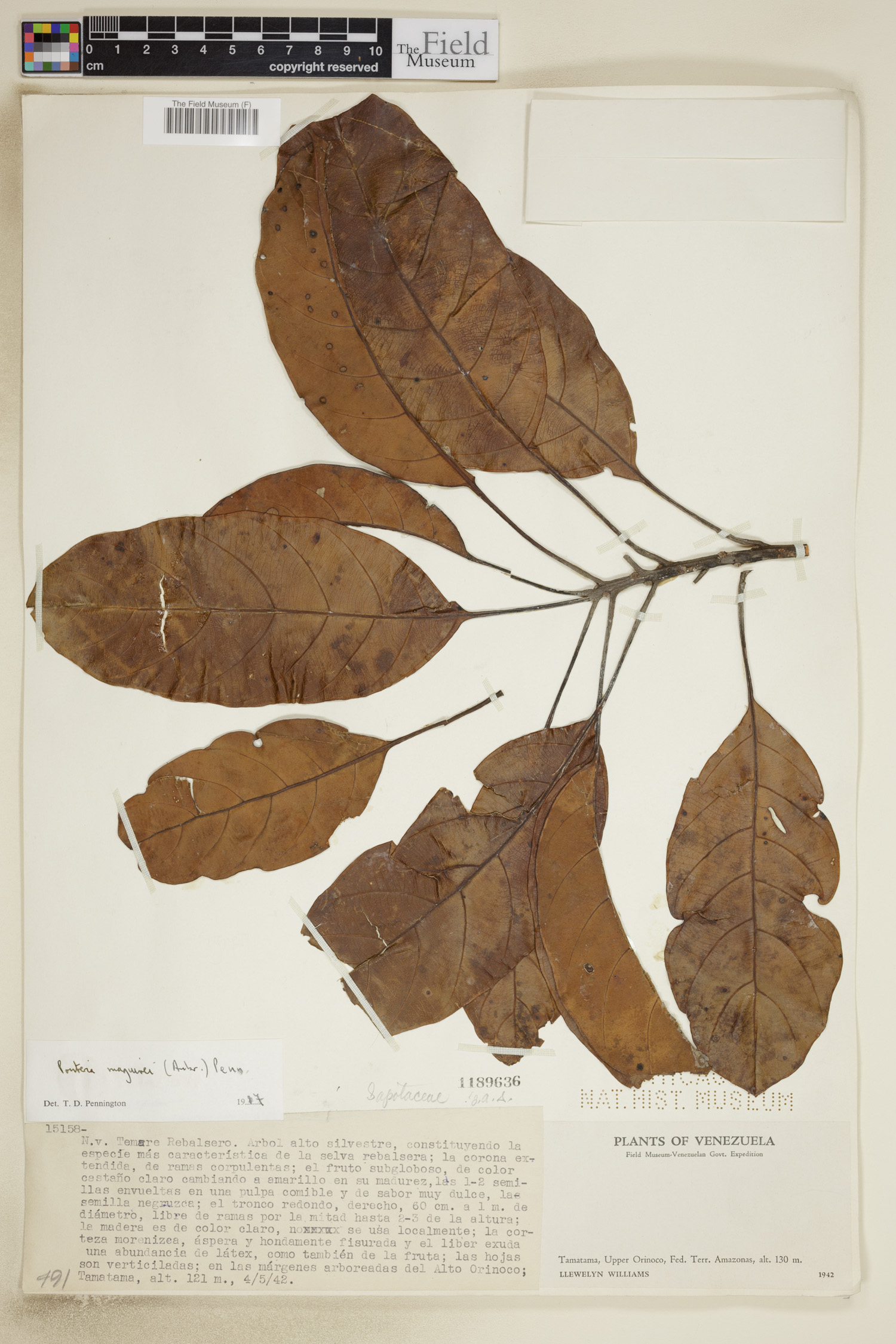 Pouteria maguirei (Maguire pouteria) — photo