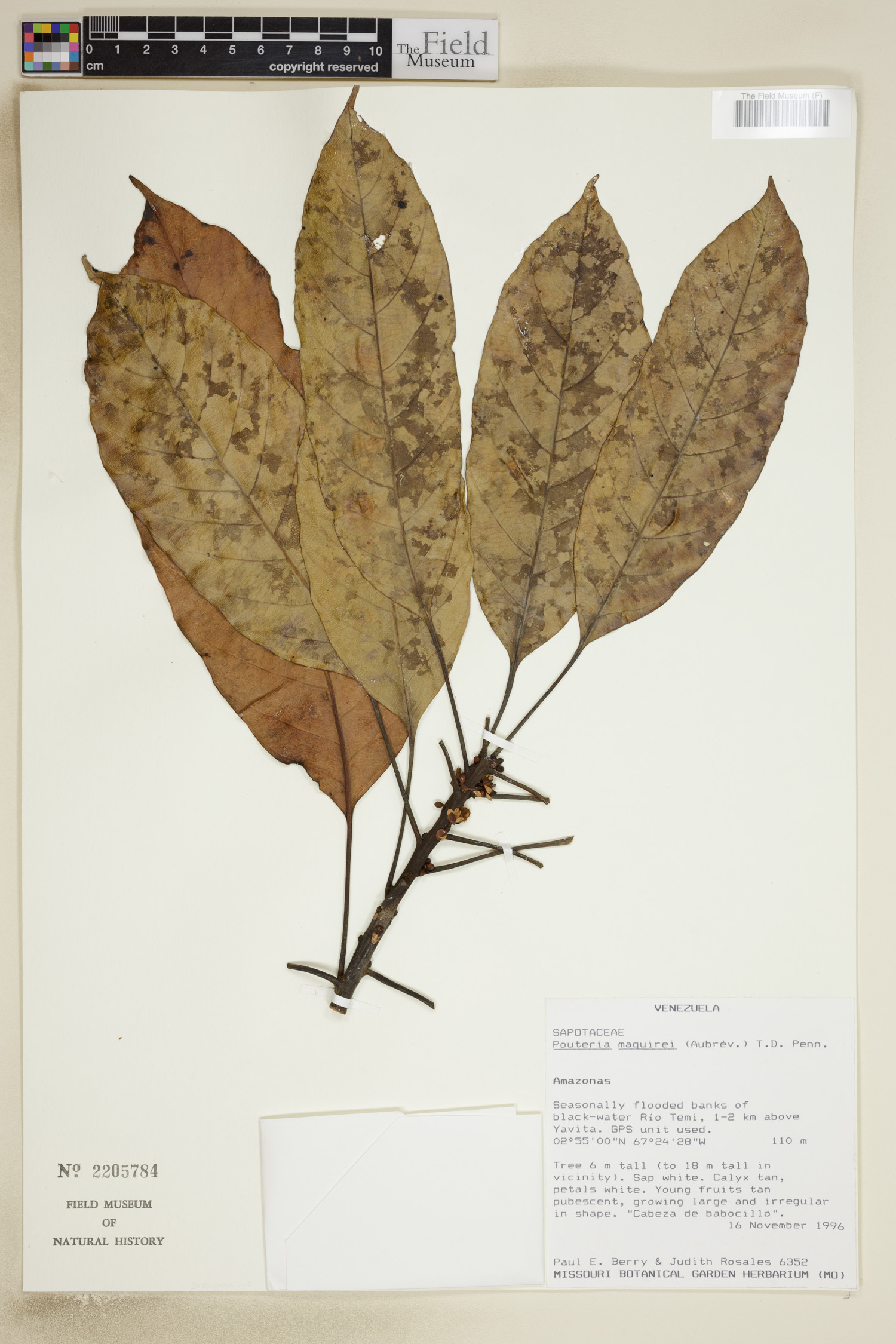 Pouteria maguirei (Maguire pouteria) — photo