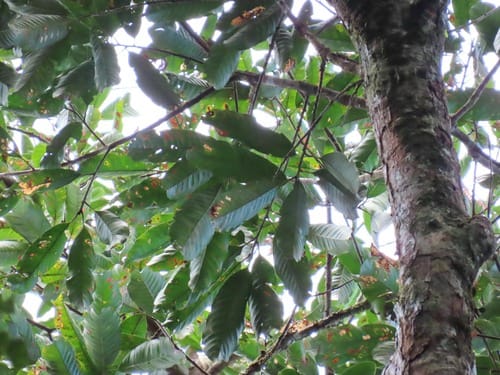 Pouteria melanopoda (Moraballi) — photo