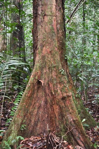 Pouteria melanopoda