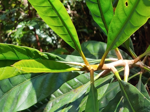 Pouteria multiflora (Bully tree) — photo