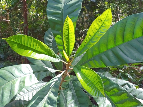 Pouteria multiflora (Bully tree) — photo