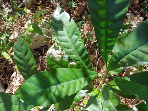 Pouteria multiflora