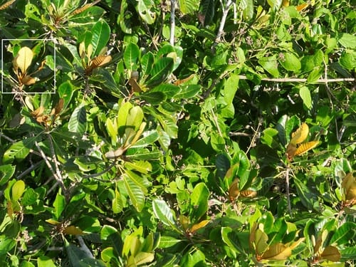 Pouteria opposita (Caramuri pouteria) — photo