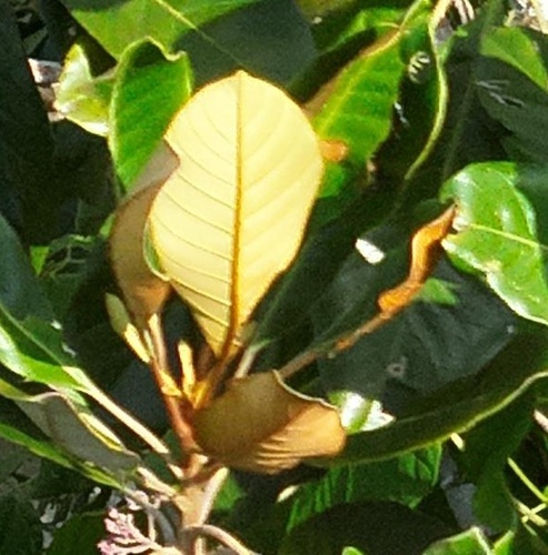 Pouteria opposita
