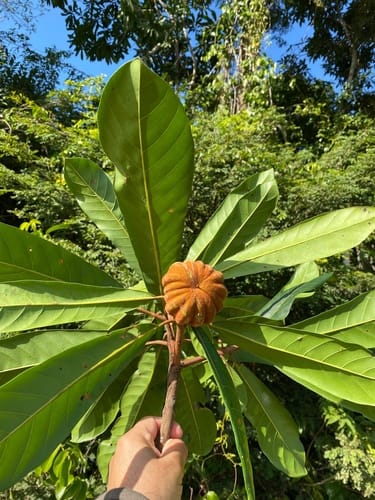 Pouteria pachycalyx (Thickcalyx pouteria) — photo