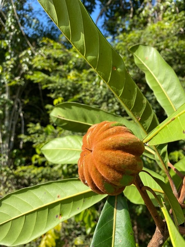 Pouteria pachycalyx