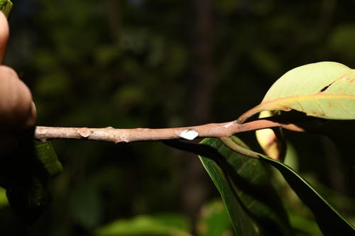 Pouteria pallida — photo