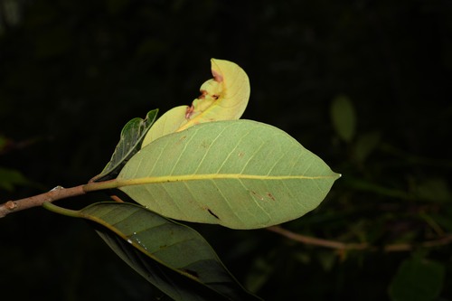 Pouteria pallida