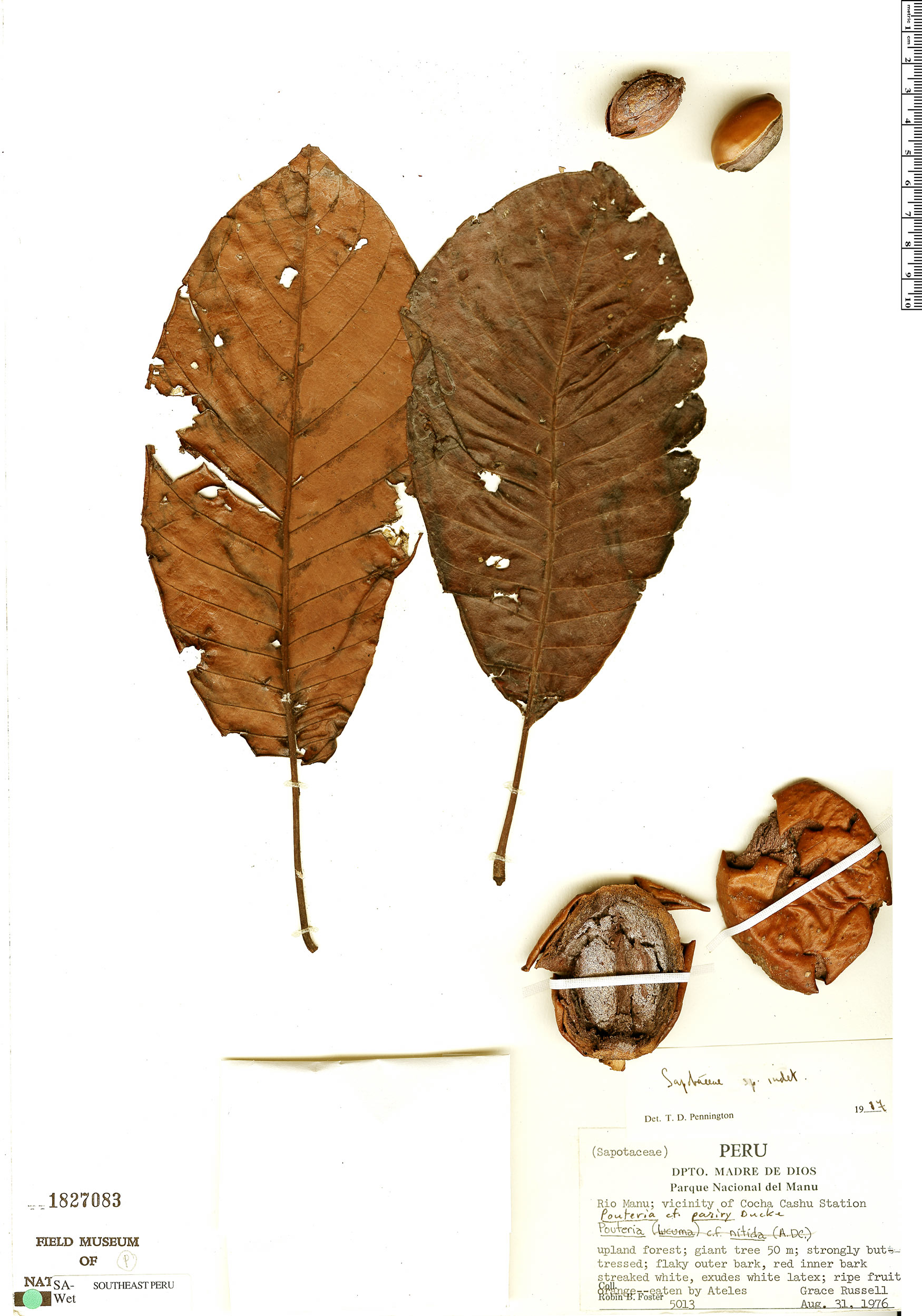 Pouteria pariry (Pariri) — photo