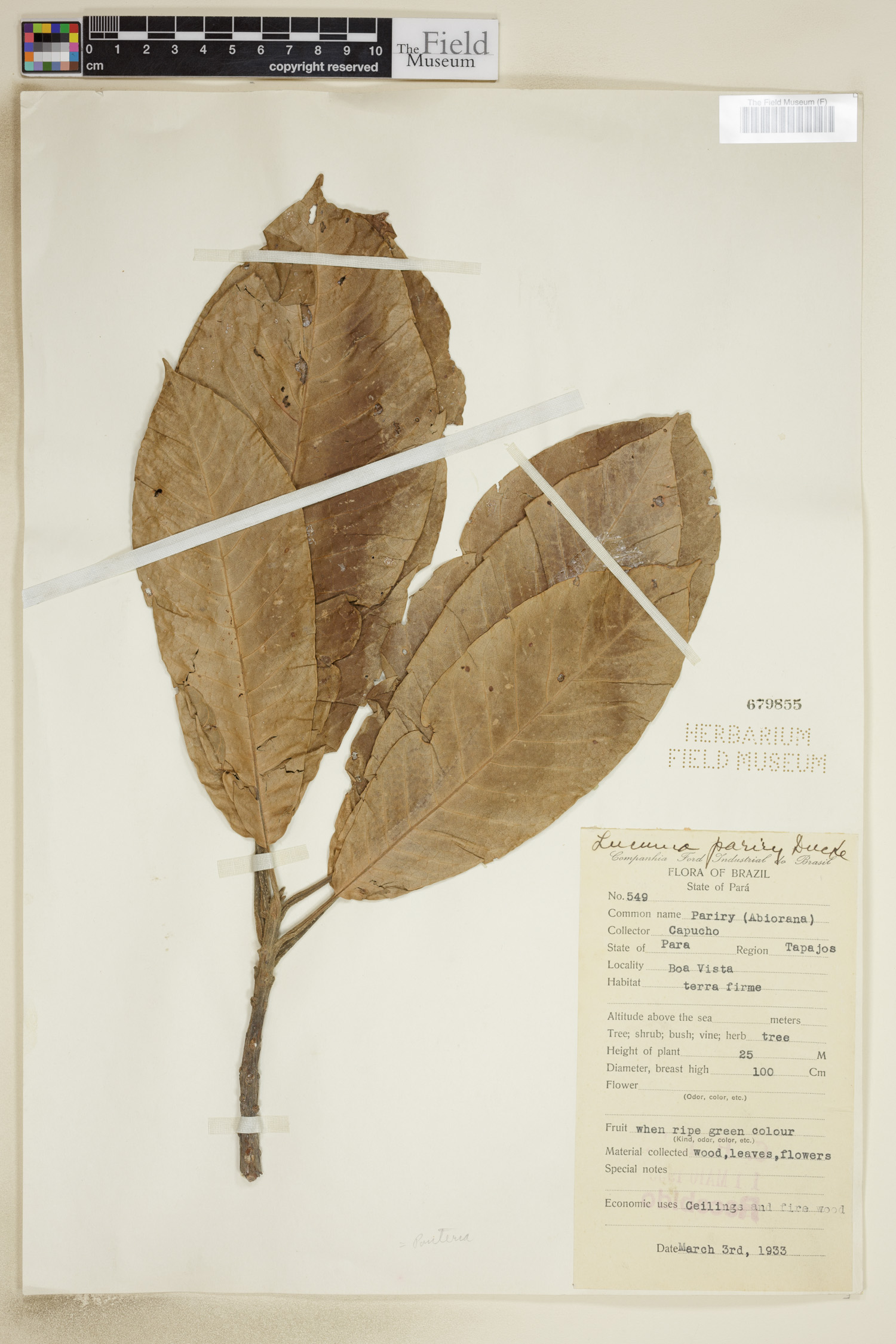 Pouteria pariry (Pariri) — photo