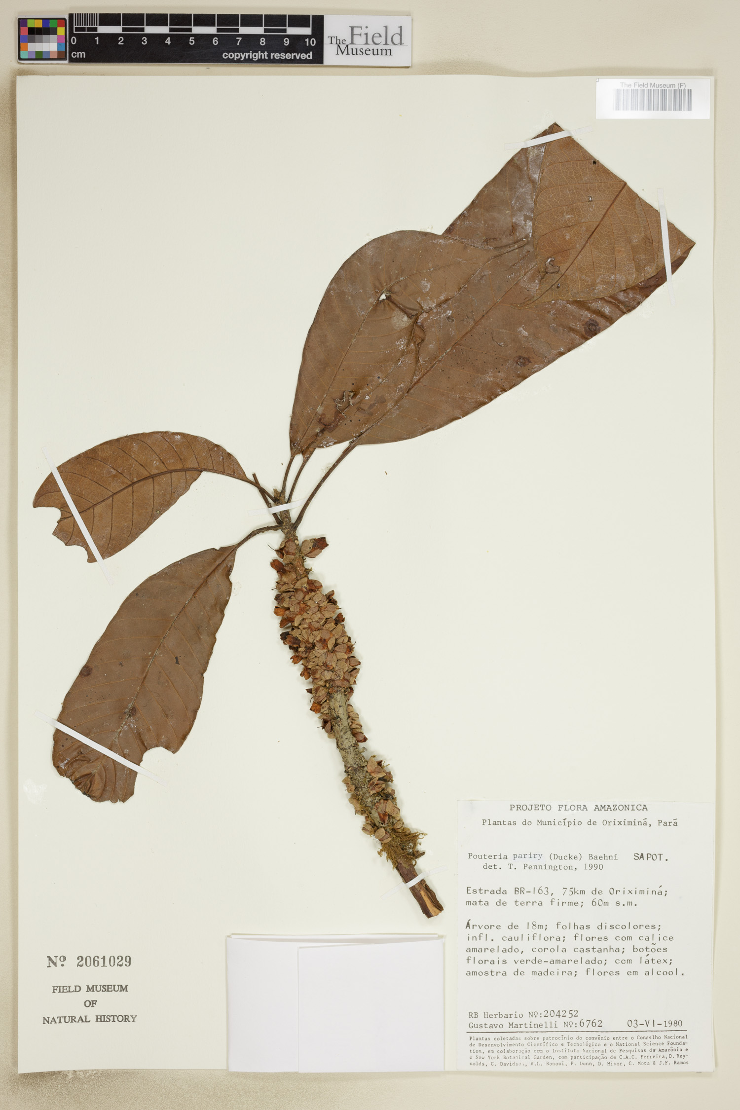 Pouteria pariry