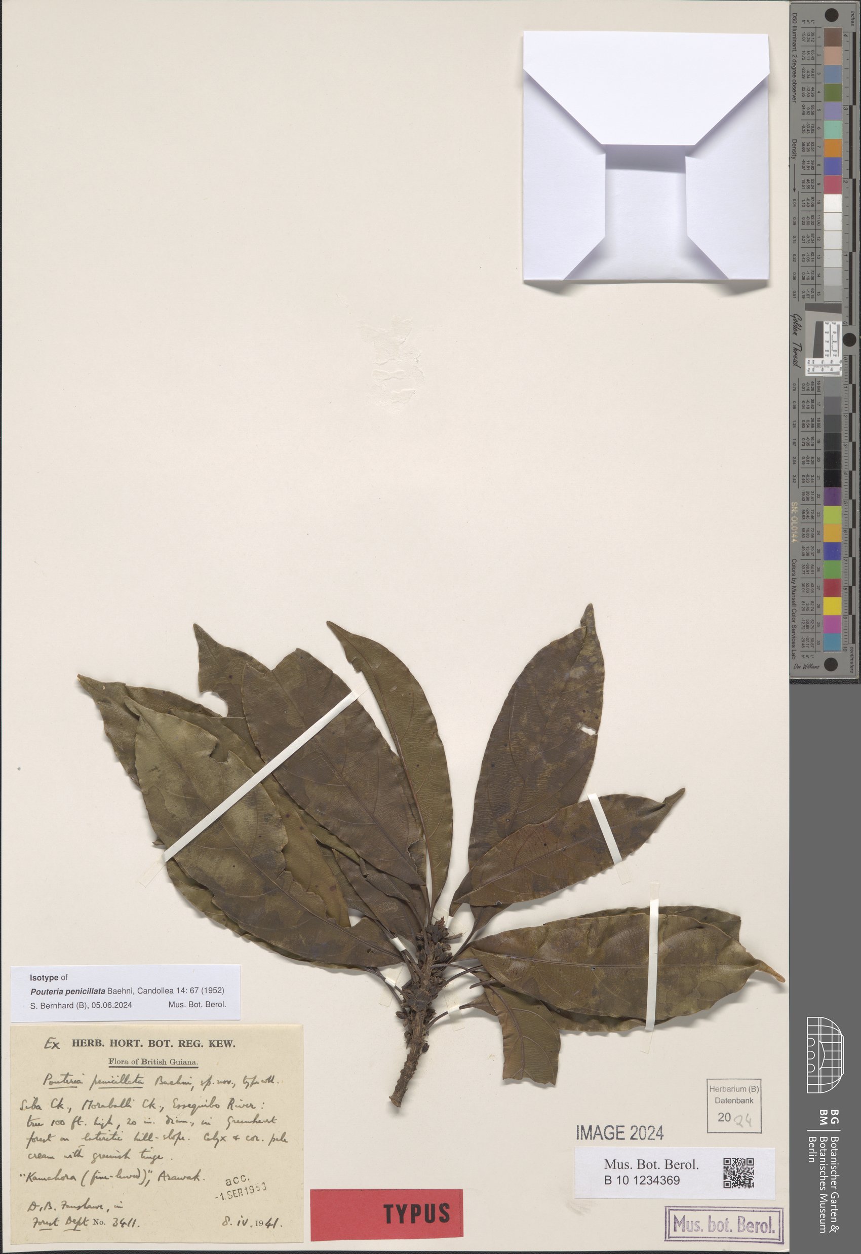 Pouteria penicillata (Fine-leaved kamahora) — photo