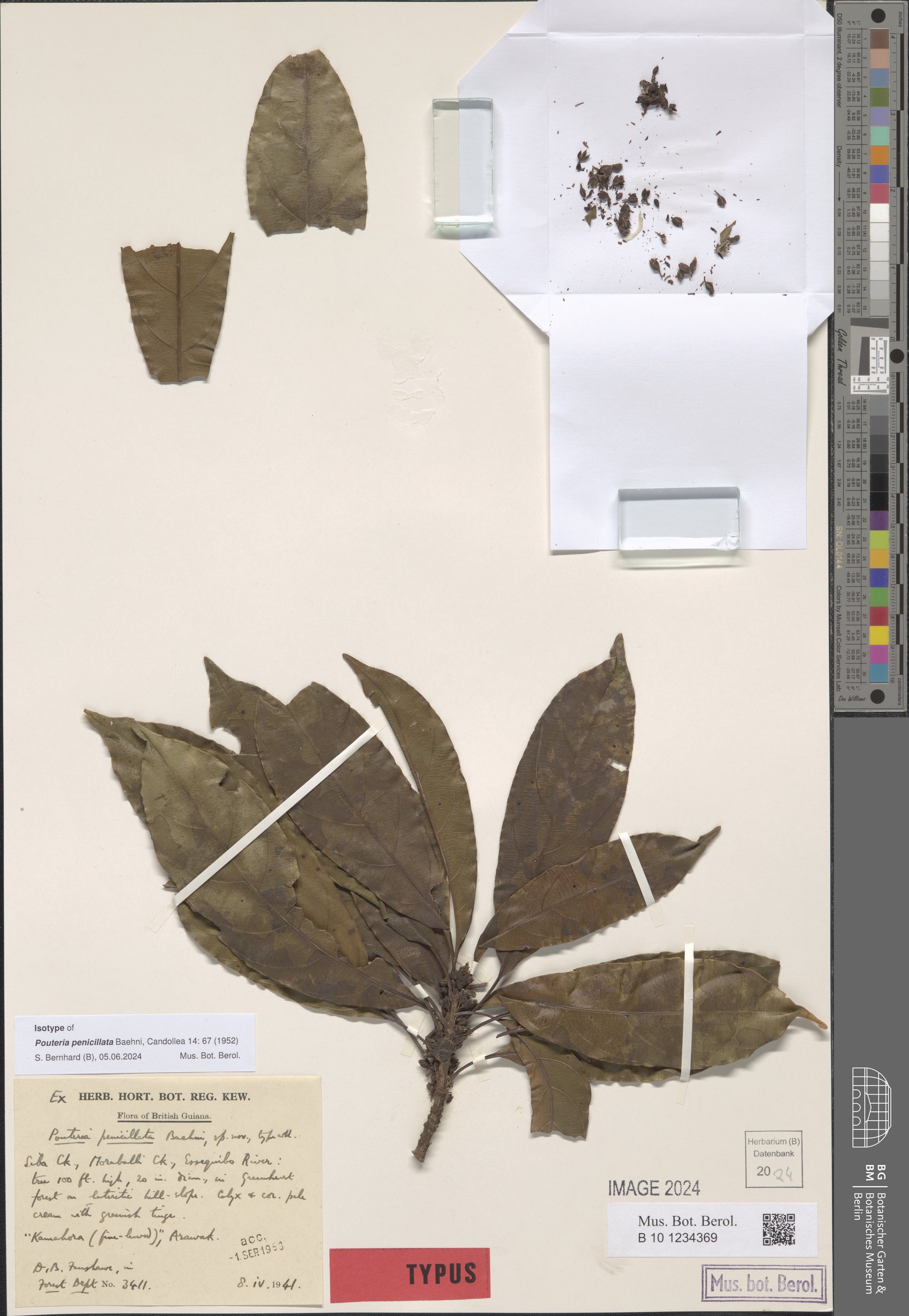 Pouteria penicillata (Fine-leaved kamahora) — photo