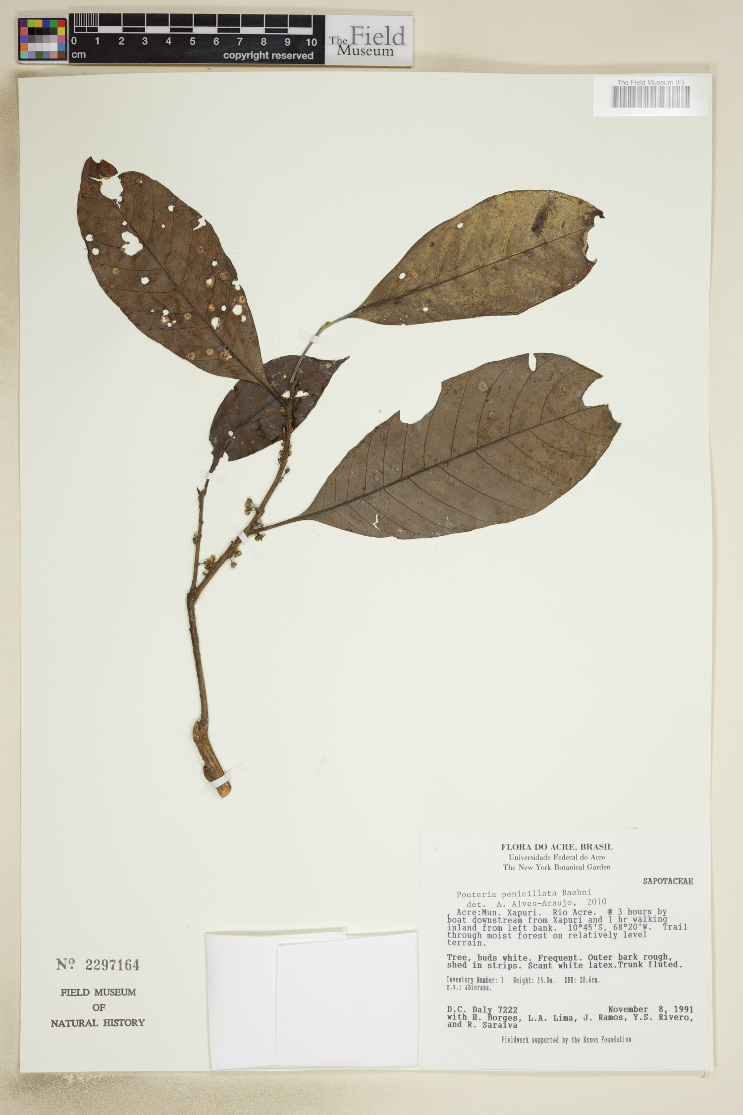 Pouteria penicillata (Fine-leaved kamahora) — photo