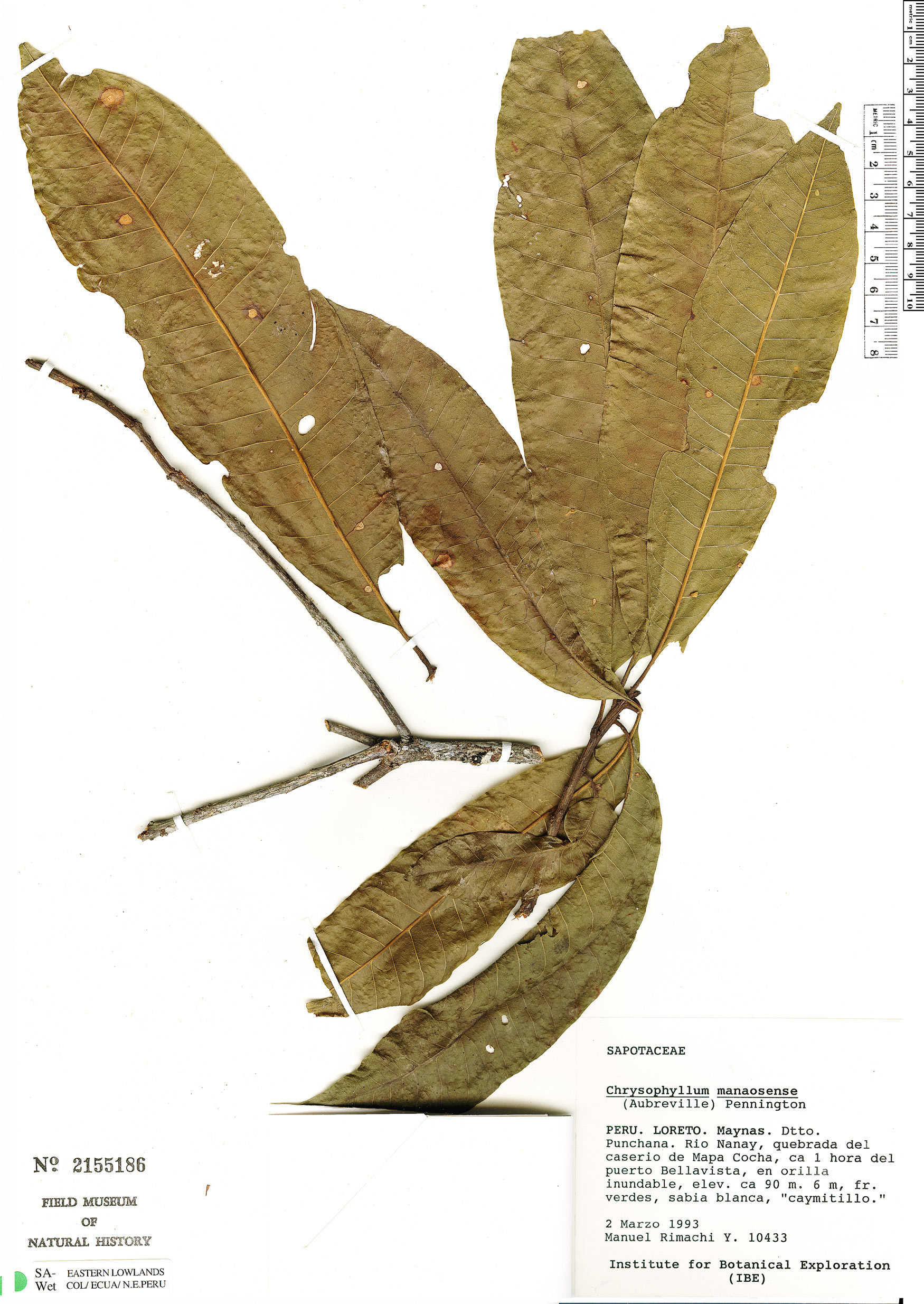 Pouteria plicata (Plicate pouteria) — photo