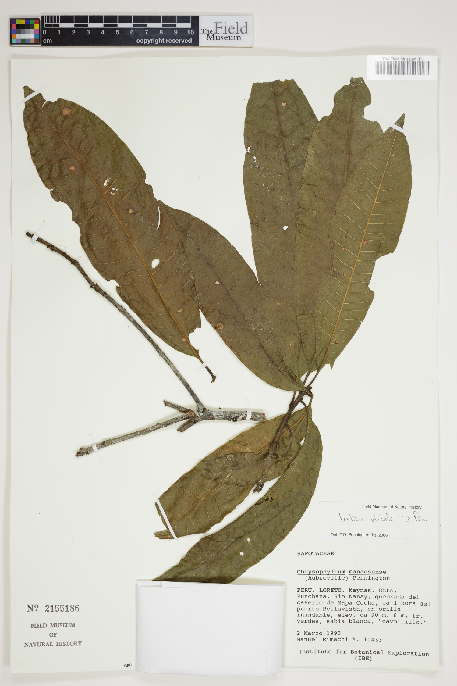 Pouteria plicata (Plicate pouteria) — photo