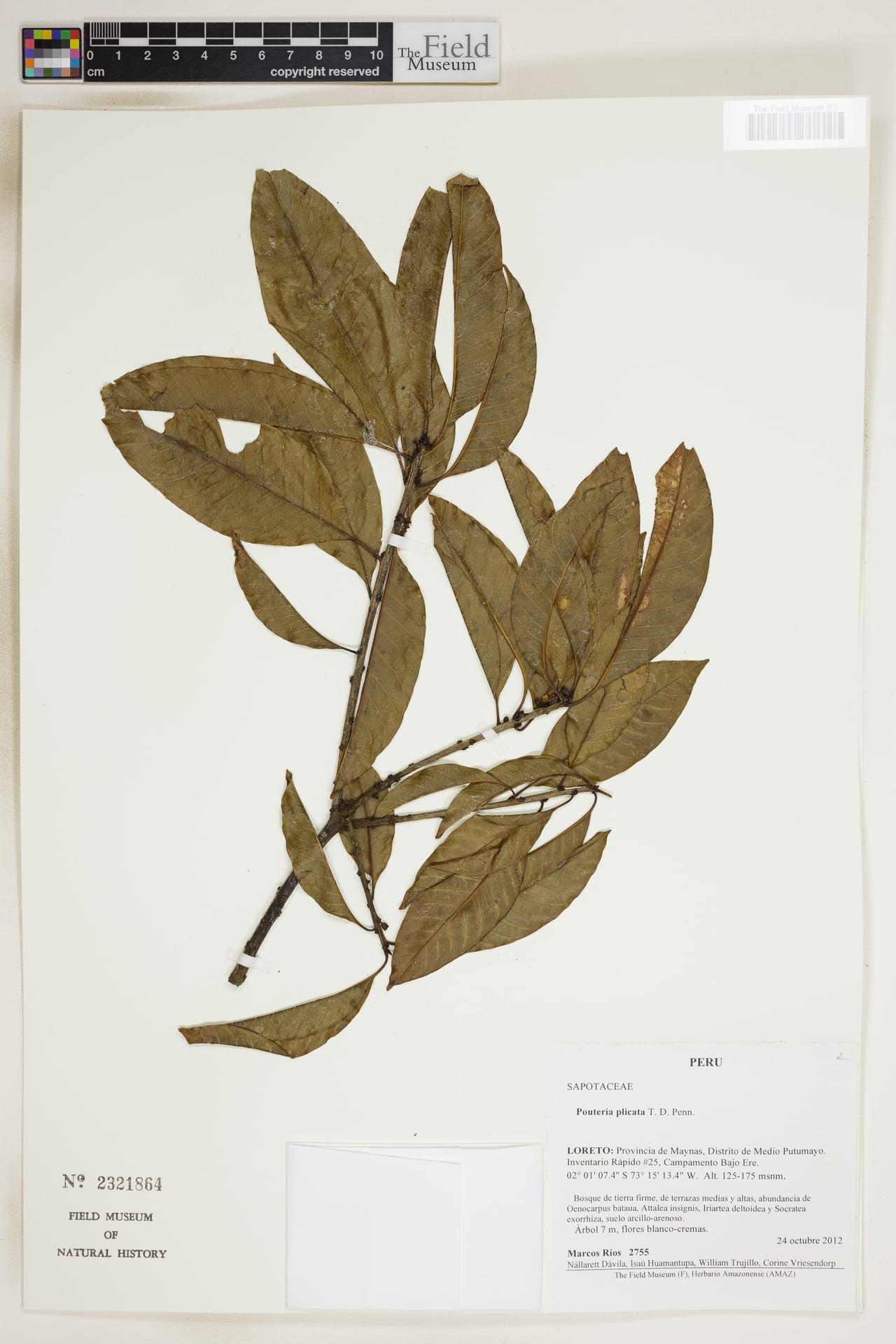 Pouteria plicata