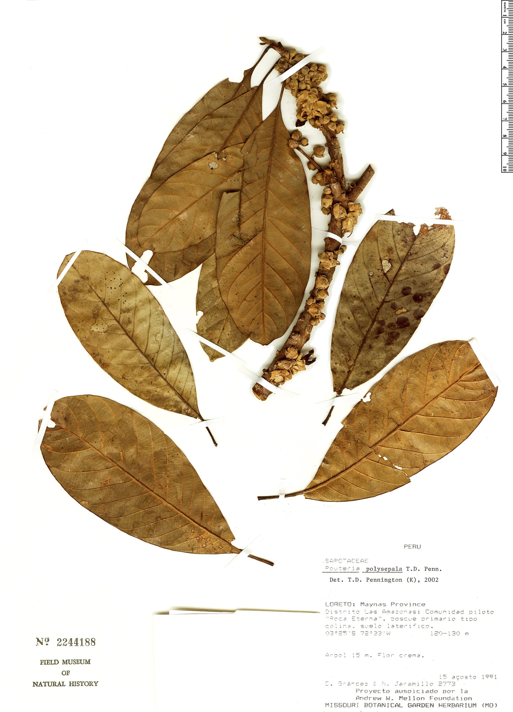 Pouteria polysepala — photo
