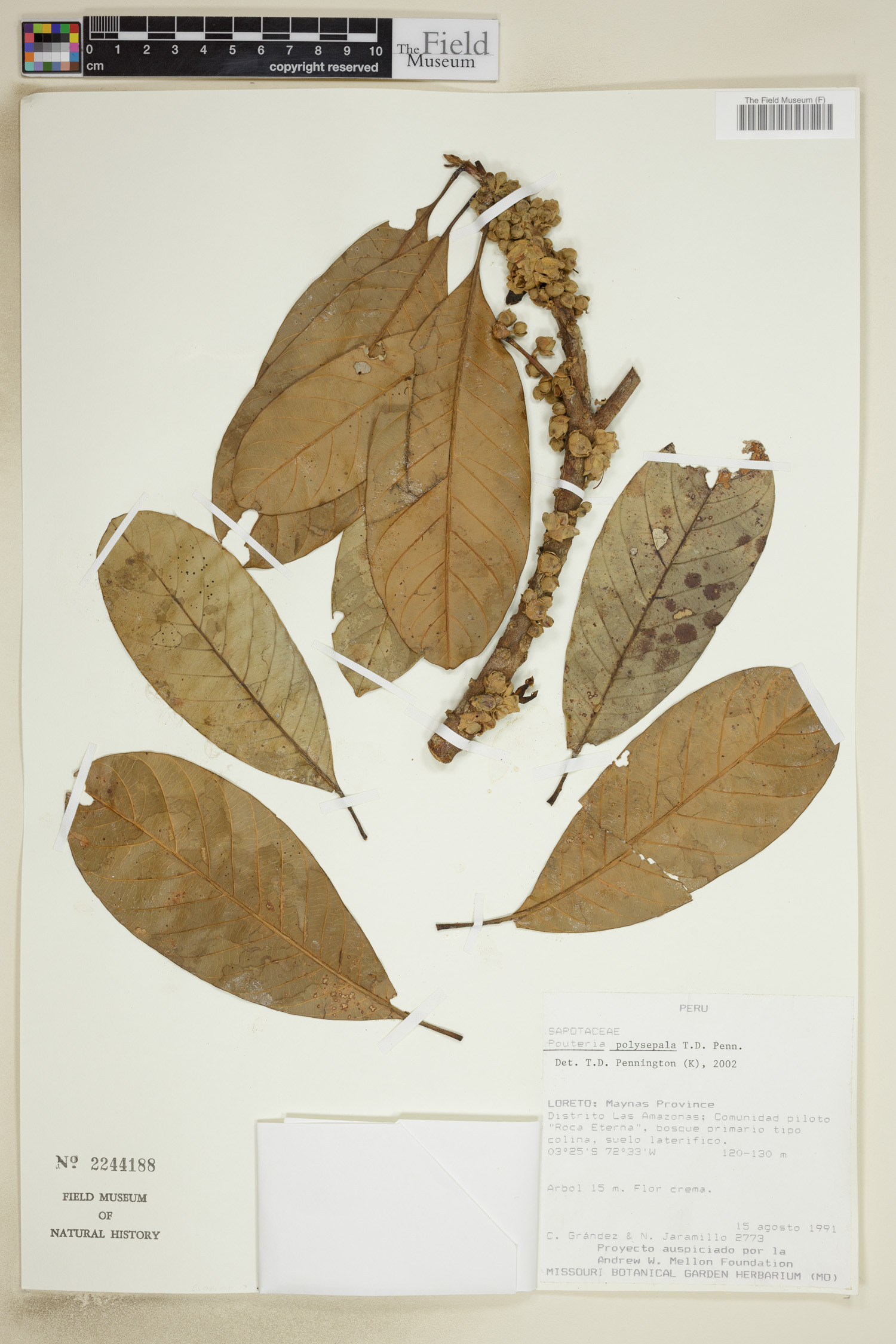 Pouteria polysepala
