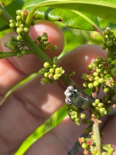 Pouteria ramiflora (Macaranduba) — photo