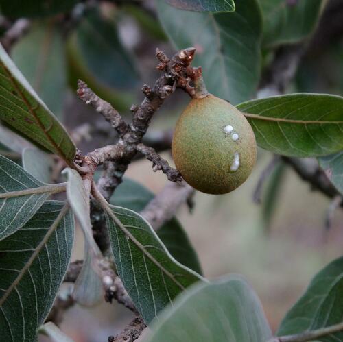 Pouteria ramiflora
