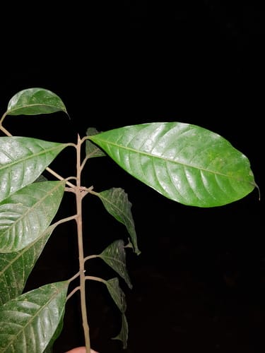 Pouteria reticulata (Typical reticulate pouteria) — photo