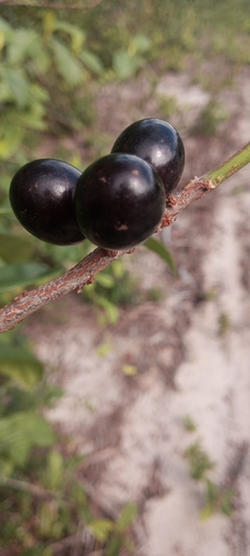 Pouteria reticulata