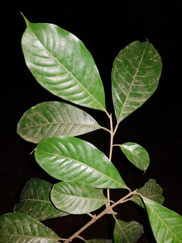 Pouteria reticulata (Typical reticulate pouteria) — photo