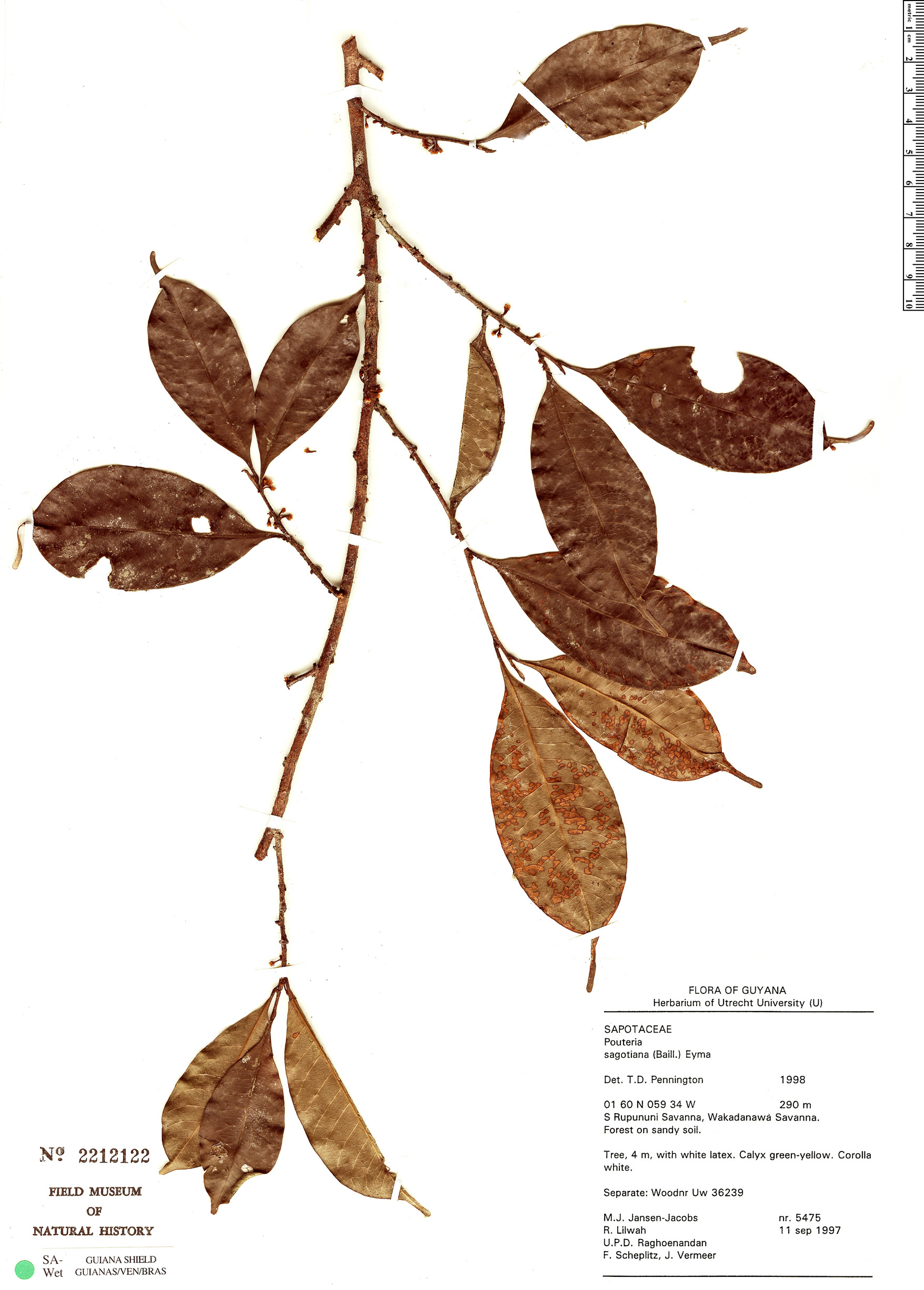 Pouteria sagotiana (Sagot pouteria) — photo