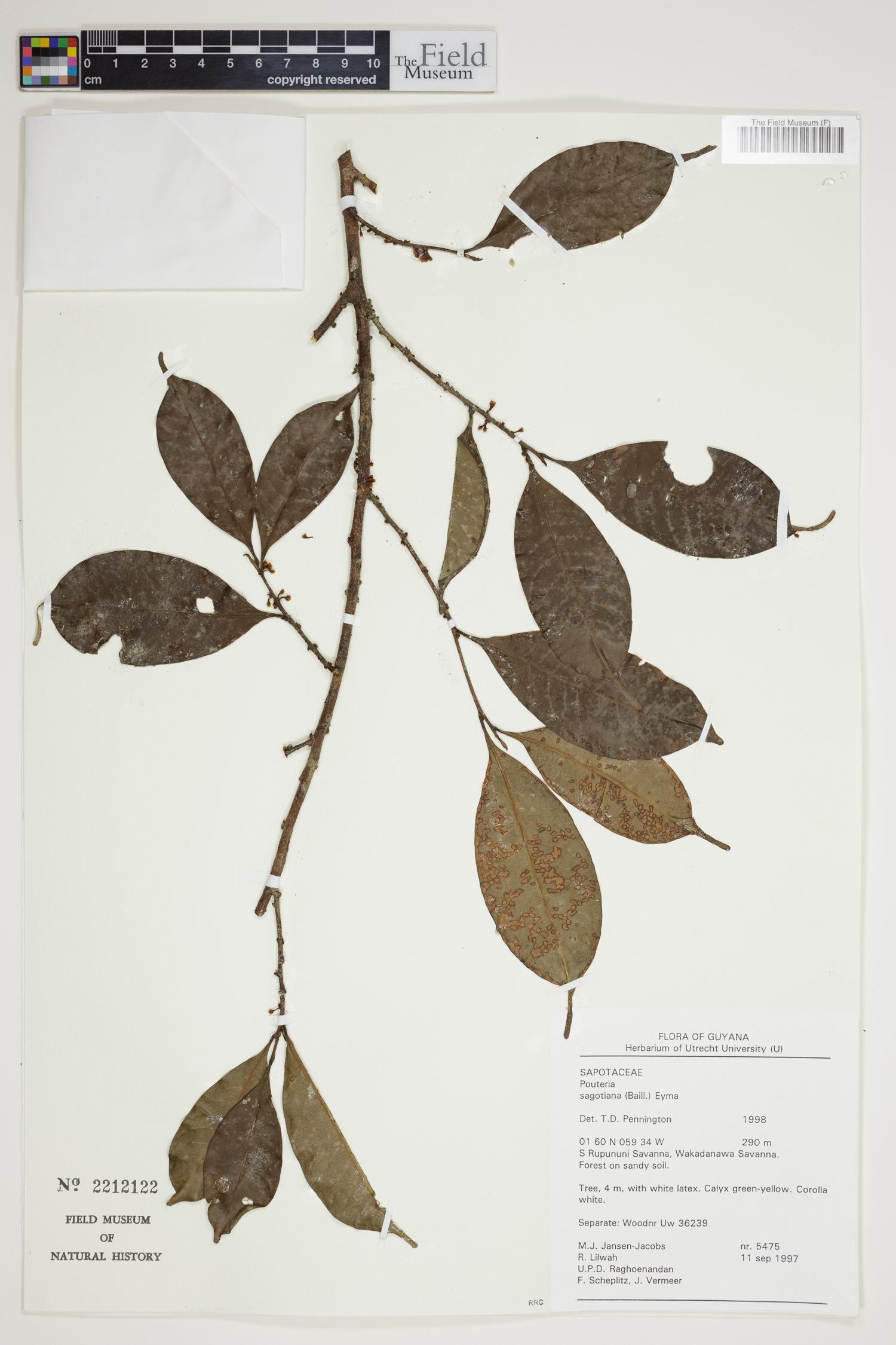 Pouteria sagotiana (Sagot pouteria) — photo