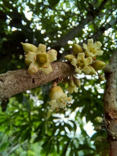Pouteria sapota (Sapote) — photo