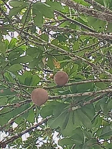 Pouteria sapota (Sapote) — photo
