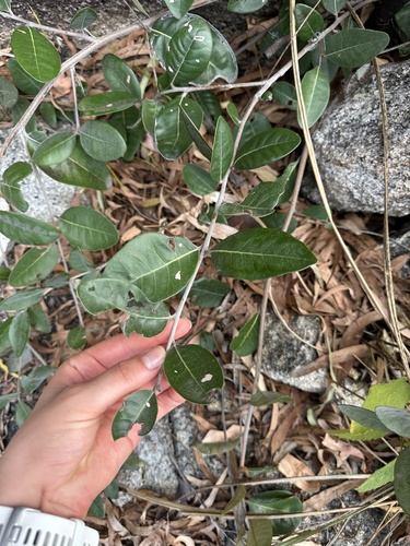 Pouteria sericea (Black plum) — photo