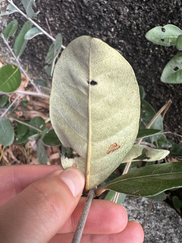 Pouteria sericea (Black plum) — photo