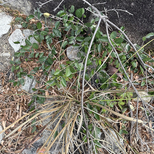 Pouteria sericea