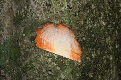 Pouteria speciosa (Showy pouteria) — photo