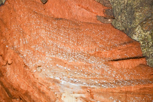 Pouteria speciosa (Showy pouteria) — photo