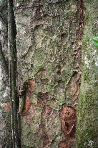 Pouteria speciosa