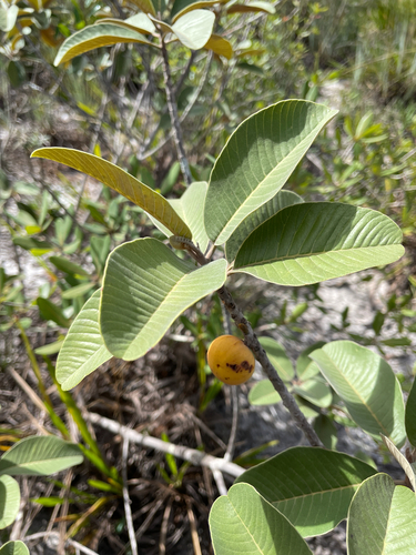Pouteria subcaerulea (Bluish pouteria) — photo