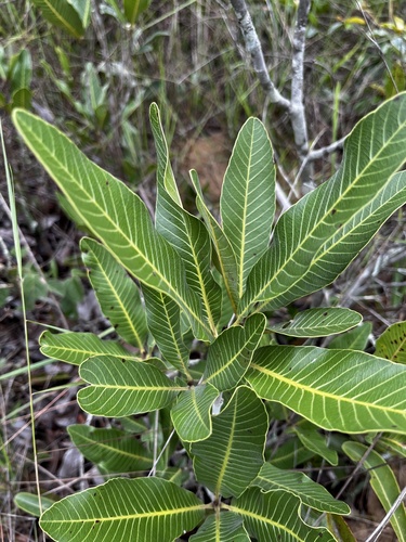 Pouteria subcaerulea