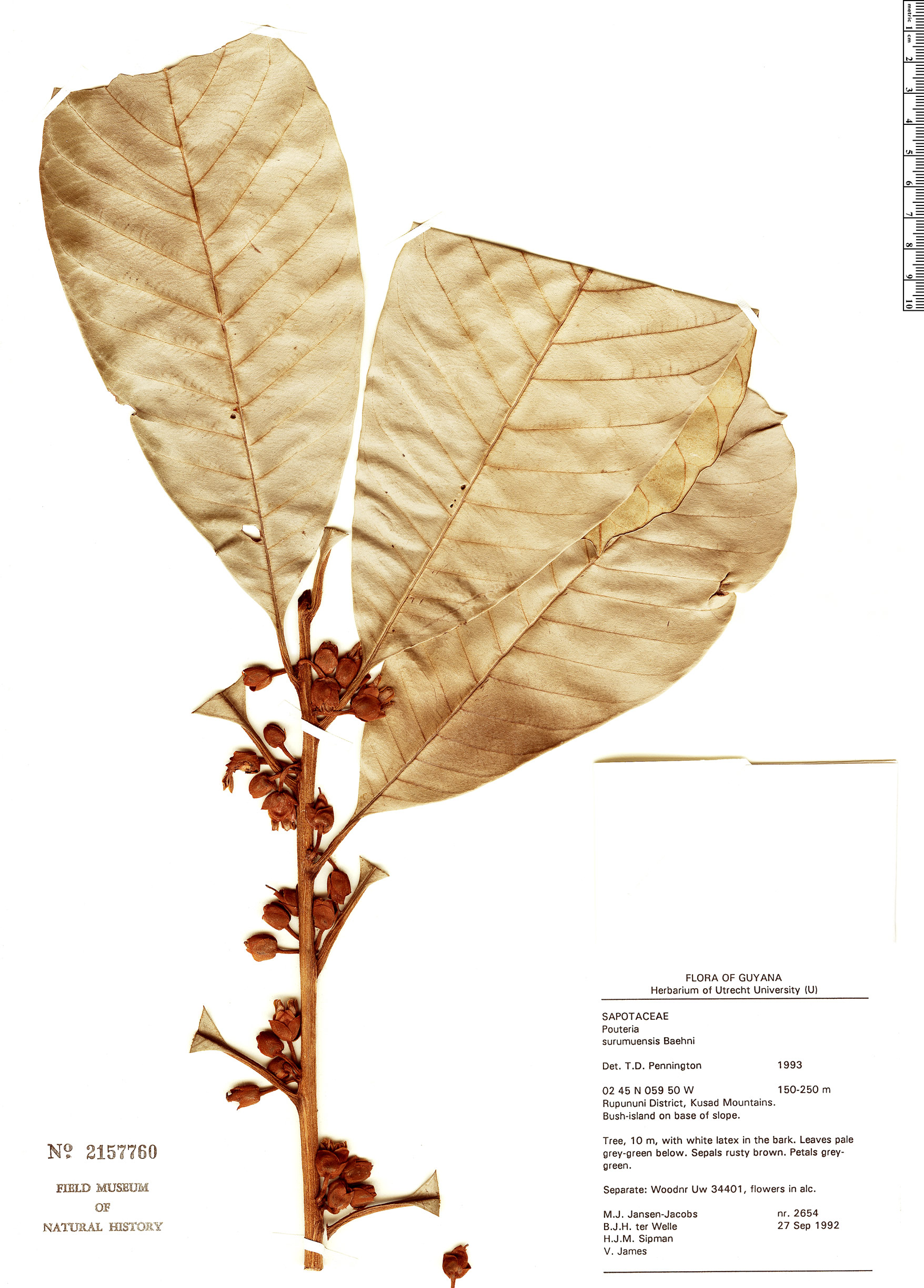 Pouteria surumuensis (Surumu pouteria) — photo