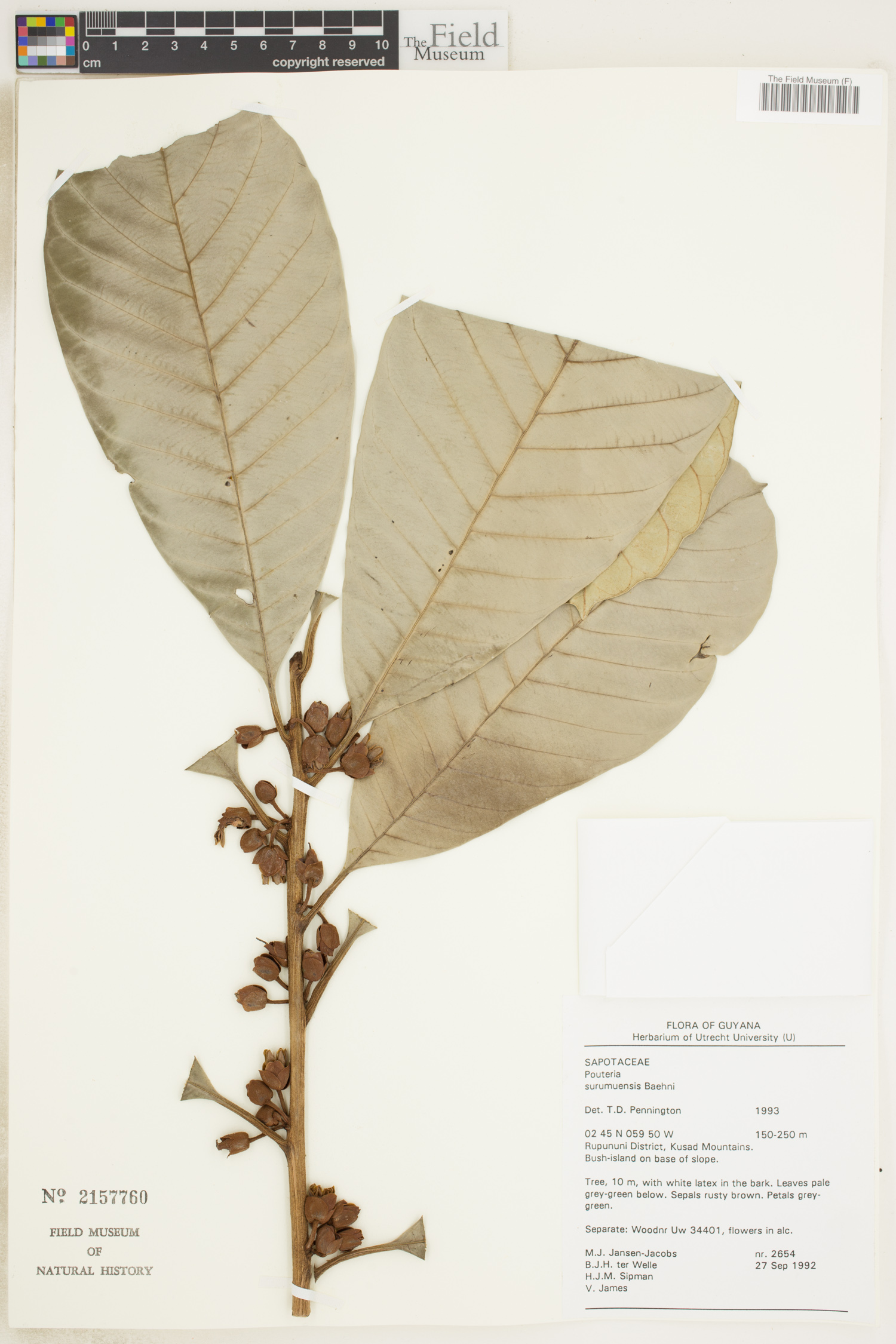 Pouteria surumuensis (Surumu pouteria) — photo