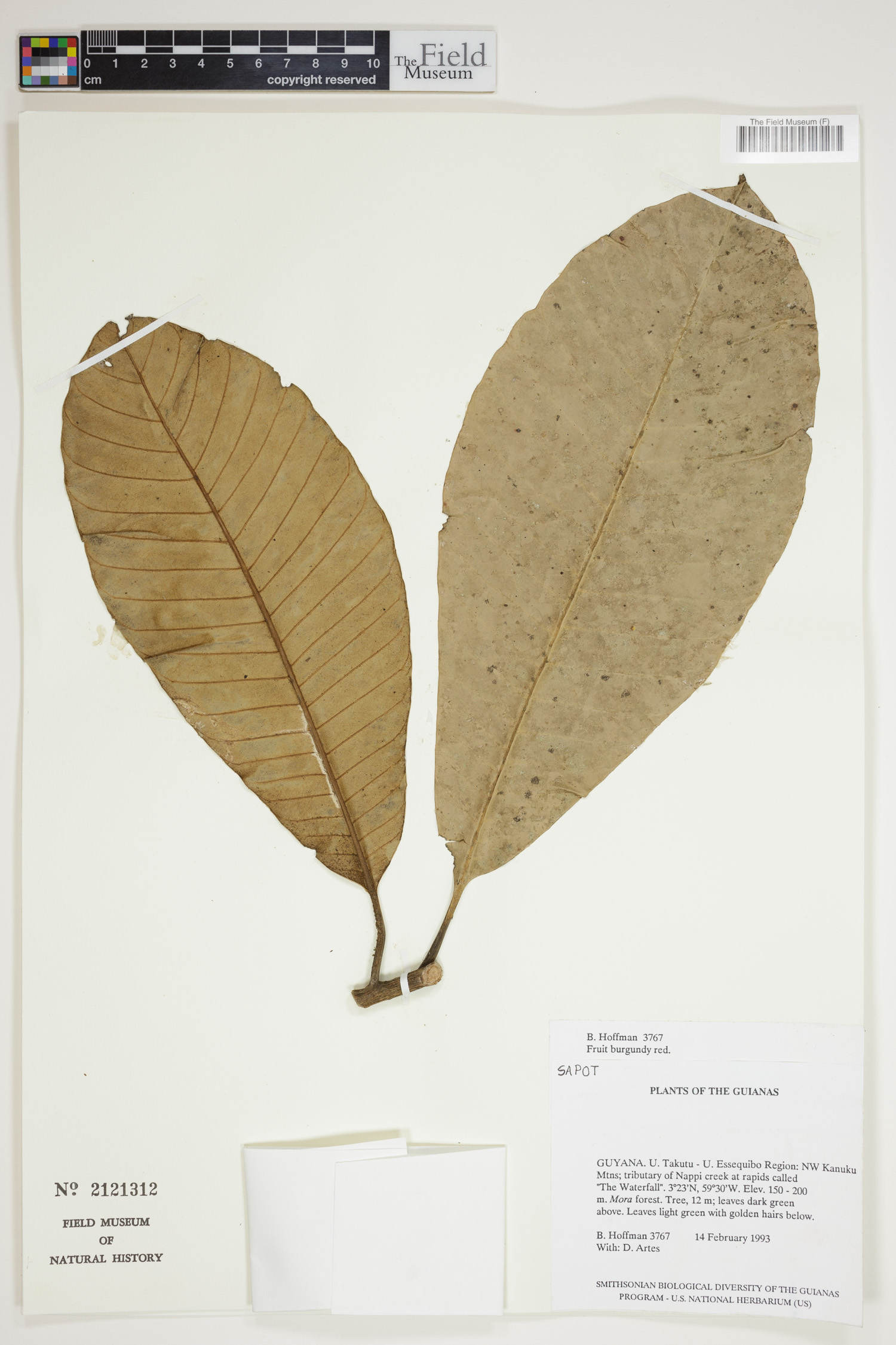 Pouteria surumuensis