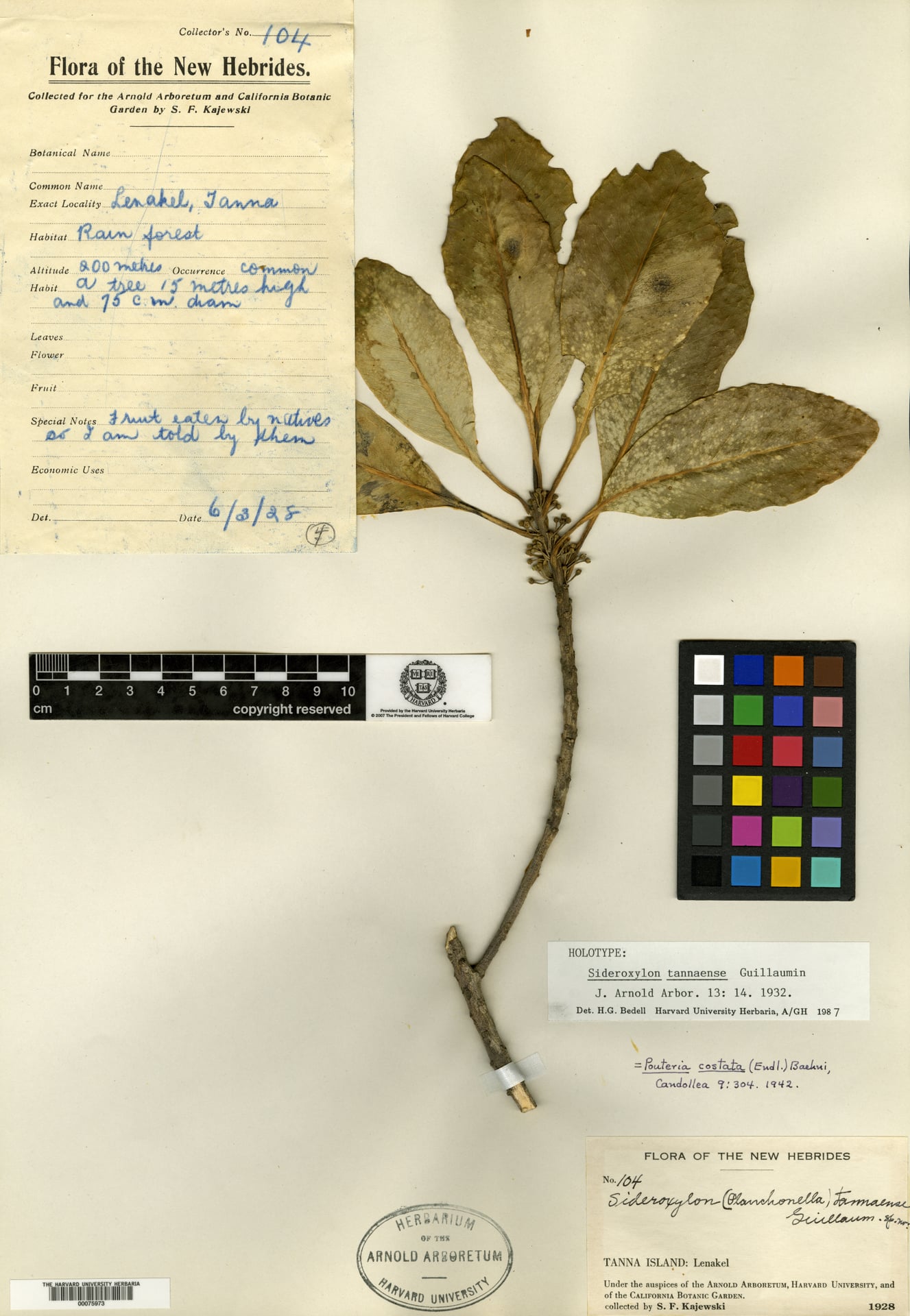 Pouteria tannaense