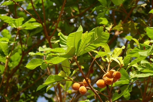 Pouteria torta subsp. glabra (Broad-leaved asipokoballi) — photo