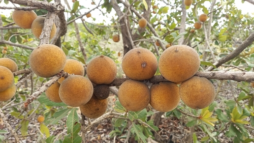 Pouteria torta subsp. glabra