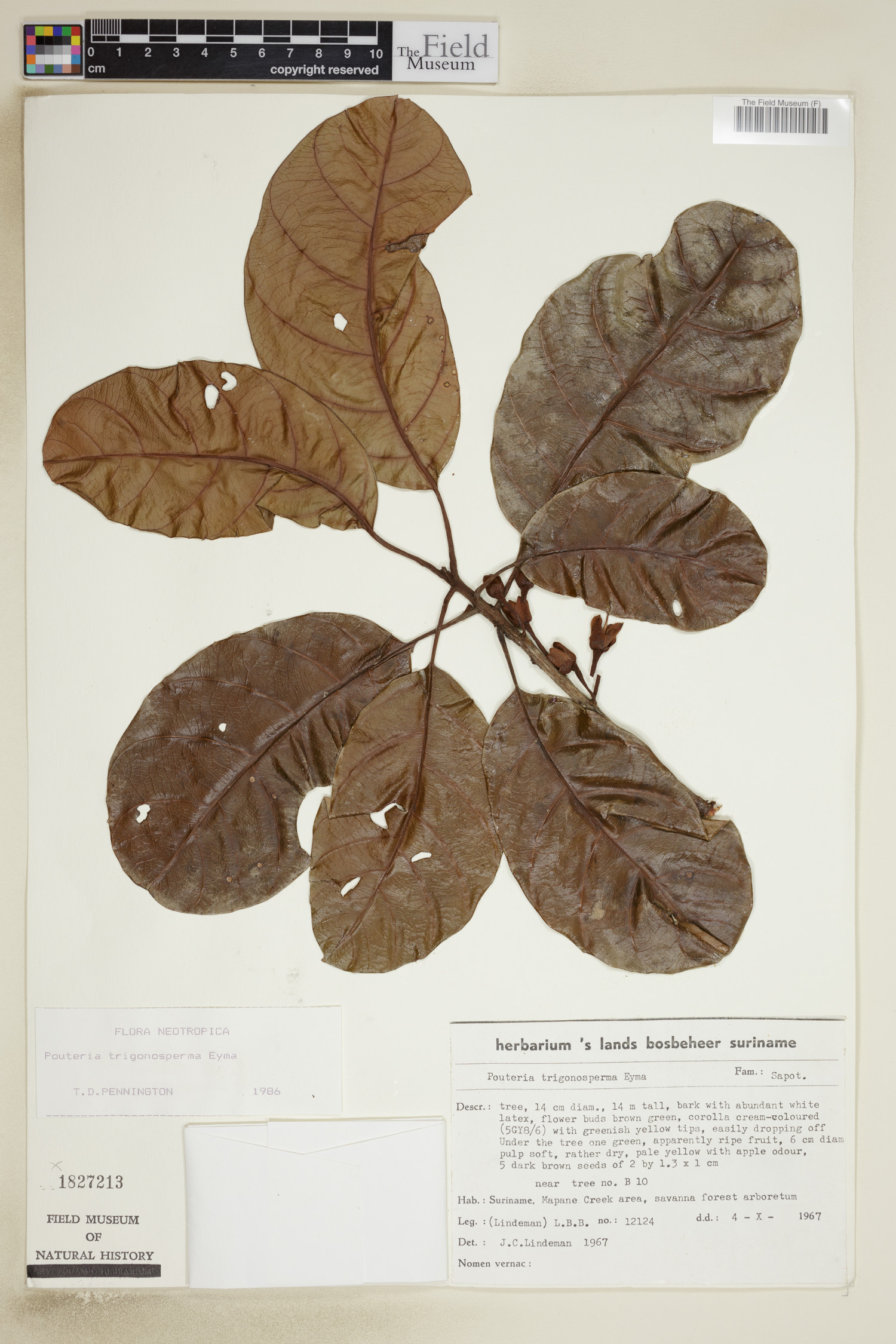 Pouteria trigonosperma — photo